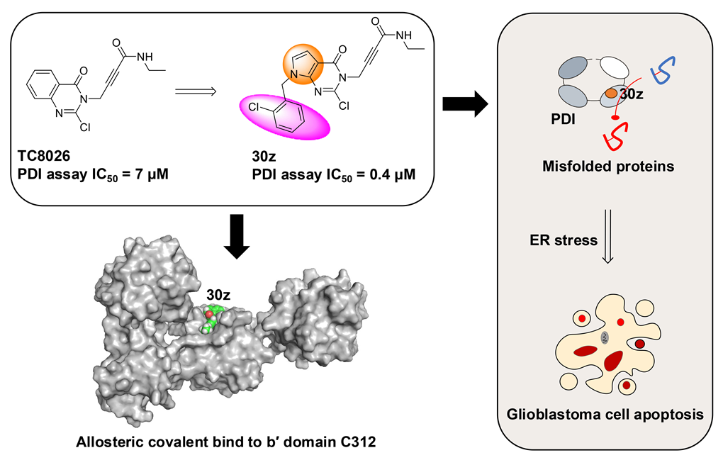艾有为组合作发现靶向PDI的全新“变构-共价”抑制剂，为胶质母细胞瘤治疗提供新策略