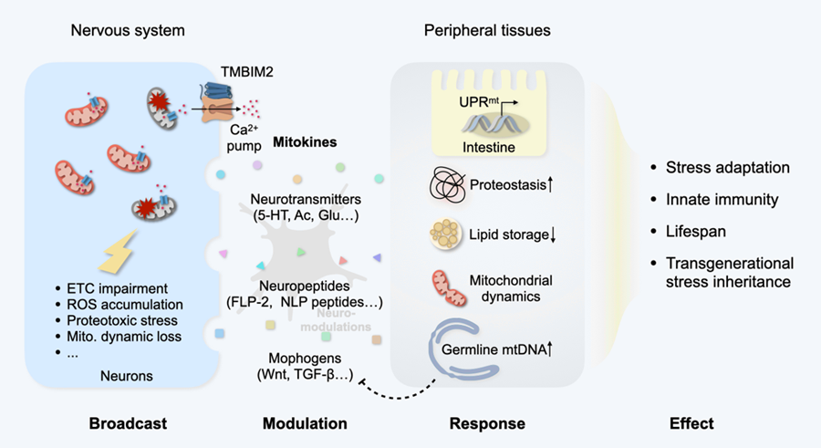 田烨研究组应邀在Molecular Cell撰写综述文章“线粒体-细胞核交流：从细胞响应到机体健康”