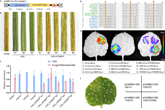 韩方普研究组在小麦远缘杂交及染色体工程育种领域取得重要进展