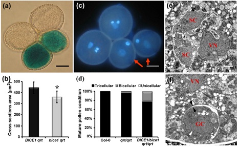 new phytologist 杨维才研究组在拟南芥生殖细胞dna复制研究中取得新进展 遗传发育 电子期刊